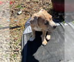 Small Photo #3 Boxer-Unknown Mix Puppy For Sale in Holly Springs, NC, USA