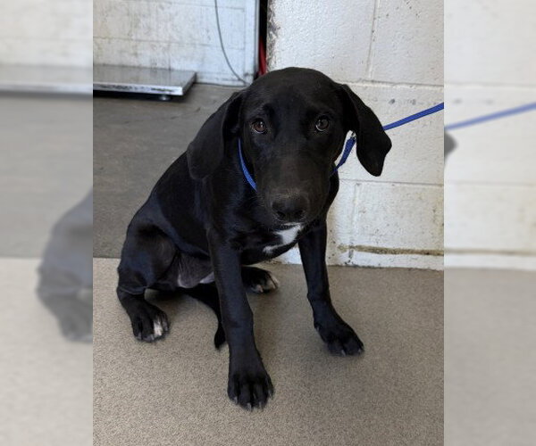 Medium Photo #1 Labrador Retriever-Unknown Mix Puppy For Sale in San Bernardino, CA, USA