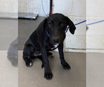 BABY - Female Labrador Retriever-Unknown Mix Dog for Adoption - Small photo