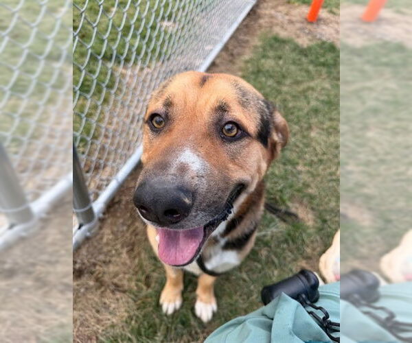 Medium Photo #1 German Shepherd Dog-Unknown Mix Puppy For Sale in Louisville, KY, USA