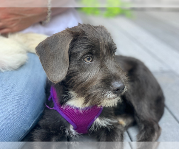 Medium Photo #5 Mutt Puppy For Sale in Wheaton, IL, USA
