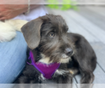 Small #4 Mutt