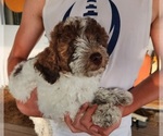 Small Poodle (Miniature)