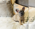 Small Photo #13 French Bulldog Puppy For Sale in MISSION HILLS, CA, USA