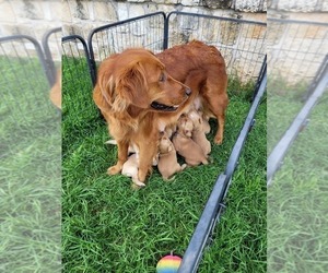 Mother of the Golden Retriever puppies born on 04/29/2023