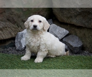 Goldendoodle (Miniature) Puppy for sale in APPLE CREEK, OH, USA