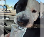 Small #6 American Pit Bull Terrier Mix