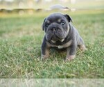 Puppy 9 English Bulldog
