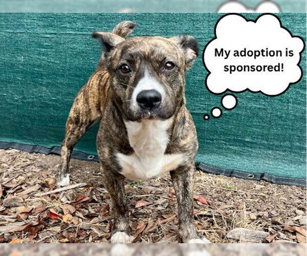 Medium Photo #3 Australian Shepherd-Staffordshire Bull Terrier Mix Puppy For Sale in Santa Cruz, CA, USA