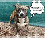 Small #2 Australian Shepherd-Staffordshire Bull Terrier Mix