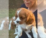 Small #2 Cavalier King Charles Spaniel