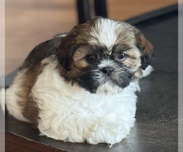 Medium Photo #5 Shih Tzu Puppy For Sale in ORLANDO, FL, USA