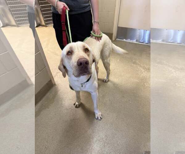 Medium Photo #7 Labrador Retriever Puppy For Sale in McKinney, TX, USA