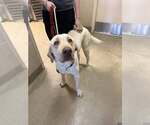 Small #6 Labrador Retriever