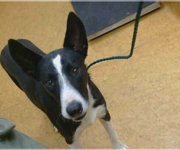 Medium Photo #1 Border Collie Puppy For Sale in Sacramento, CA, USA