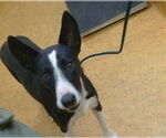 Small Border Collie