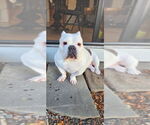 Small Photo #2 American Pit Bull Terrier-Unknown Mix Puppy For Sale in Caldwell, NJ, USA
