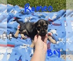 Small Photo #18 Chizer Puppy For Sale in MONTEZUMA, GA, USA