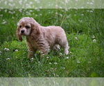 Small #16 Cocker Spaniel