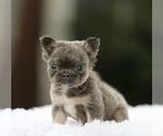 Small #2 French Bulldog