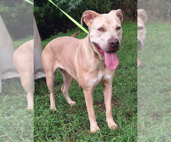 Medium Photo #1 American Pit Bull Terrier-Unknown Mix Puppy For Sale in Wetumpka, AL, USA