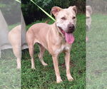 Small American Pit Bull Terrier Mix