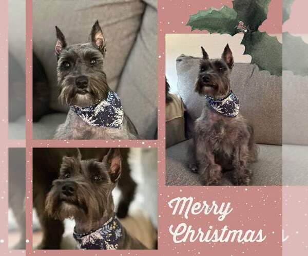 Medium Photo #1 Schnauzer (Miniature) Puppy For Sale in KILGORE, TX, USA