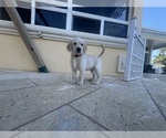 Small Photo #61 Labradoodle Puppy For Sale in FORT LAUDERDALE, FL, USA