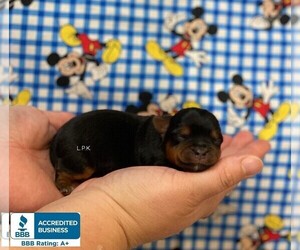 Yorkshire Terrier Puppy for sale in WINNSBORO, LA, USA