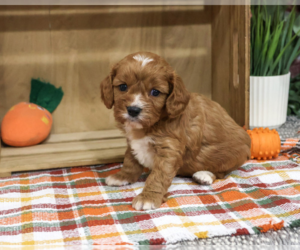 Medium Photo #1 Cavapoo (Miniature) Puppy For Sale in SYRACUSE, IN, USA