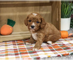 Cavapoo (Miniature) Puppy for sale in SYRACUSE, IN, USA