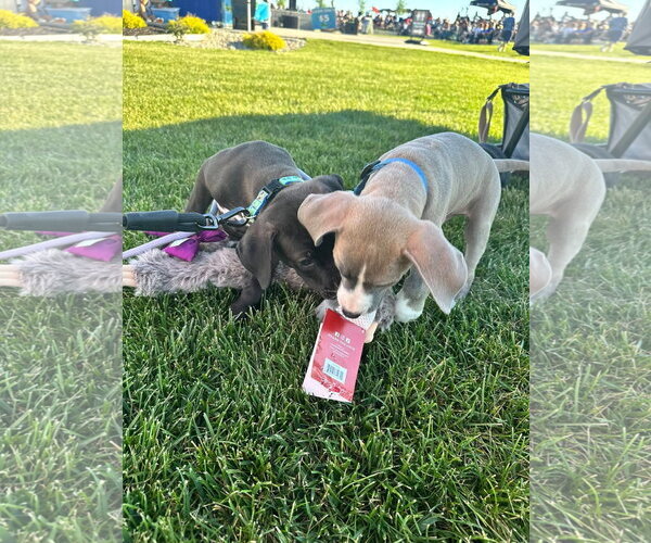 Medium Photo #4 American Pit Bull Terrier-Unknown Mix Puppy For Sale in Germantown, OH, USA