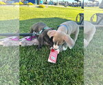Small #3 American Pit Bull Terrier Mix