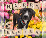 Small #7 Border Collie Mix