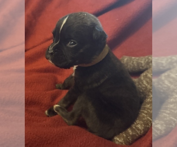 Medium Photo #3 Boxer Puppy For Sale in LANSING, MI, USA