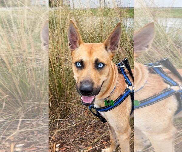 Medium Photo #6 Carolina Dog-Unknown Mix Puppy For Sale in Pompano Beach , FL, USA