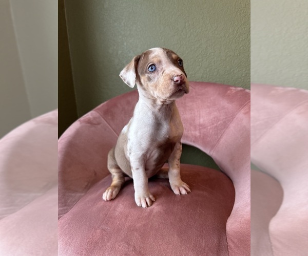Medium Photo #4 Catahoula Leopard Dog Puppy For Sale in GERMANTOWN, IL, USA