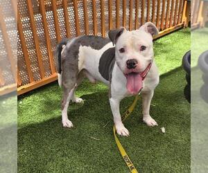 Mutt Dogs for adoption in Las Vegas, NV, USA