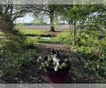 Small Photo #44 Siberian Husky Puppy For Sale in ALTON, IL, USA