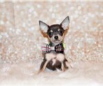 Puppy Zaire Chihuahua
