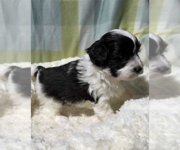 Medium Photo #13 Havapoo Puppy For Sale in GUTHRIE, KY, USA