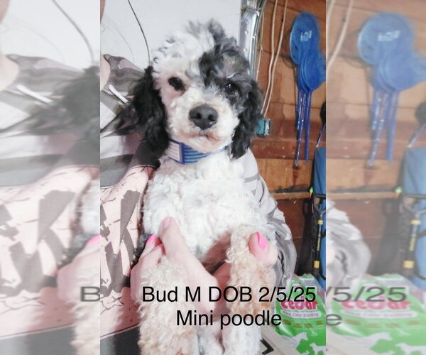 Medium Photo #1 Poodle (Miniature) Puppy For Sale in Studio City, CA, USA