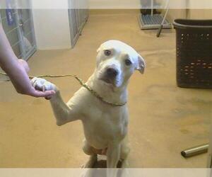 Mutt Dogs for adoption in Sacramento, CA, USA