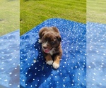 Small #4 Miniature American Shepherd