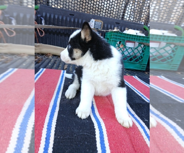 Medium Photo #1 Siberian Husky Puppy For Sale in LONG EDDY, NY, USA