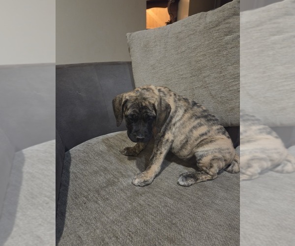Medium Photo #16 Mastiff Puppy For Sale in WALNUT COVE, NC, USA