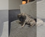 Small Photo #4 Mastiff Puppy For Sale in WALNUT COVE, NC, USA