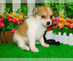 Pomeranian Puppy for sale in HAMMOND, IN, USA