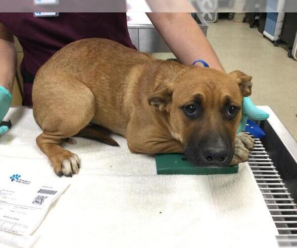 Medium Photo #1 Mastiff-Unknown Mix Puppy For Sale in Riverside, CA, USA
