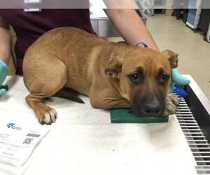 Mastiff-Unknown Mix Dogs for adoption in Riverside, CA, USA